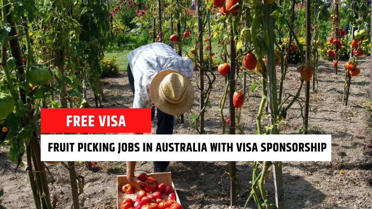 FRUIT-PICKING-JOBS-IN-AUSTRALIA-WITH-VISA-SPONSORSHIP